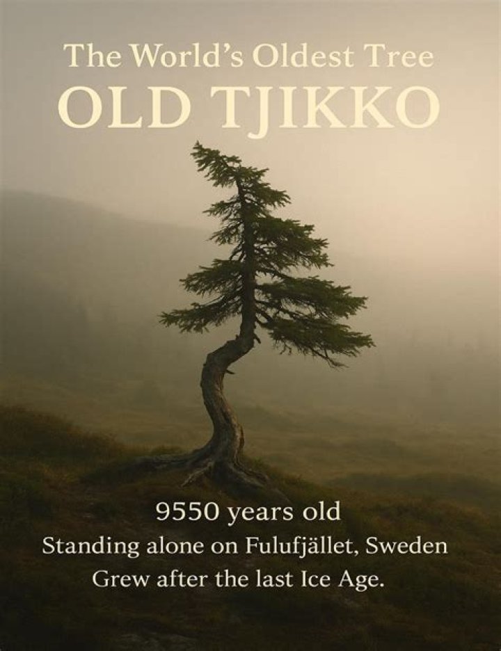 Why Old Tjikko May Not Quite Be The World's Oldest Tree