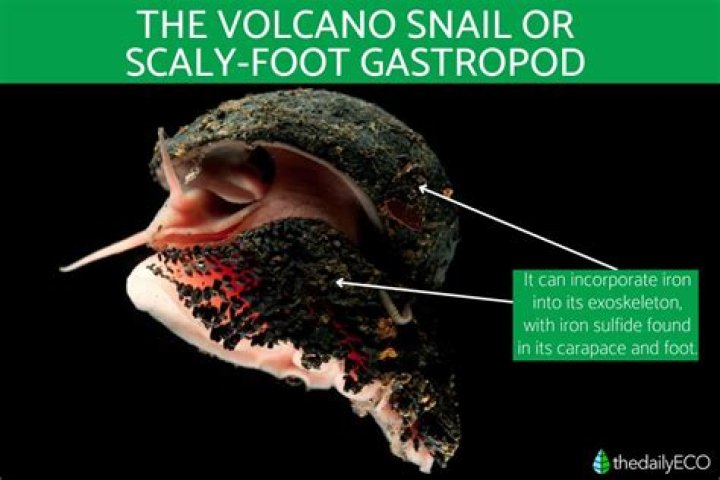 Why The Volcano Snail Is Nature's Toughest Gastropod