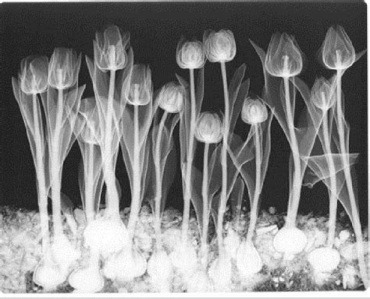 X-Ray Art That Reveals The Internal Beauty Of Everyday Objects